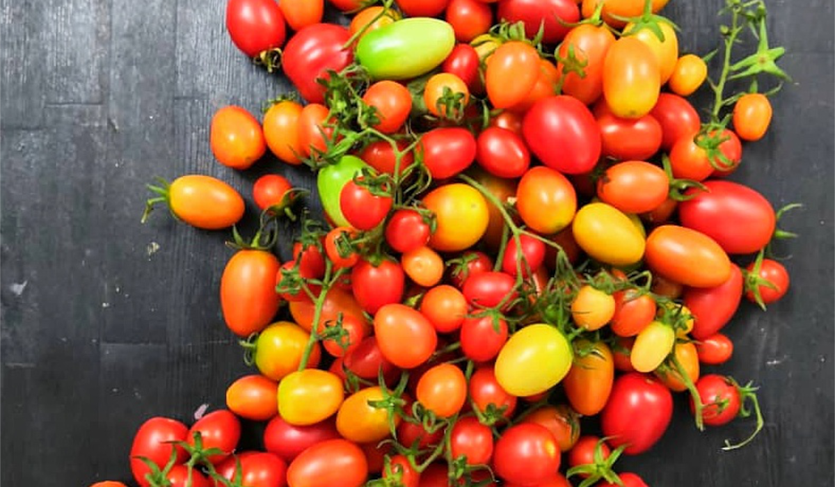 Bentong Project - Chemical Free Cherry Tomatoes