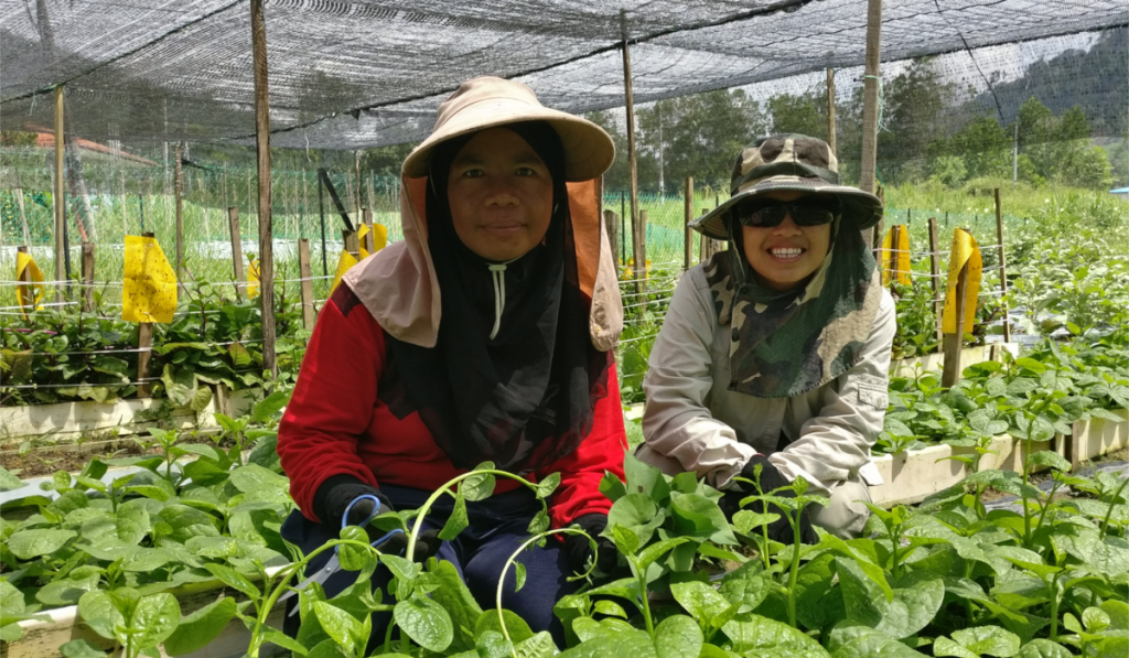 Bentong Project - Organoponix Greenhouses