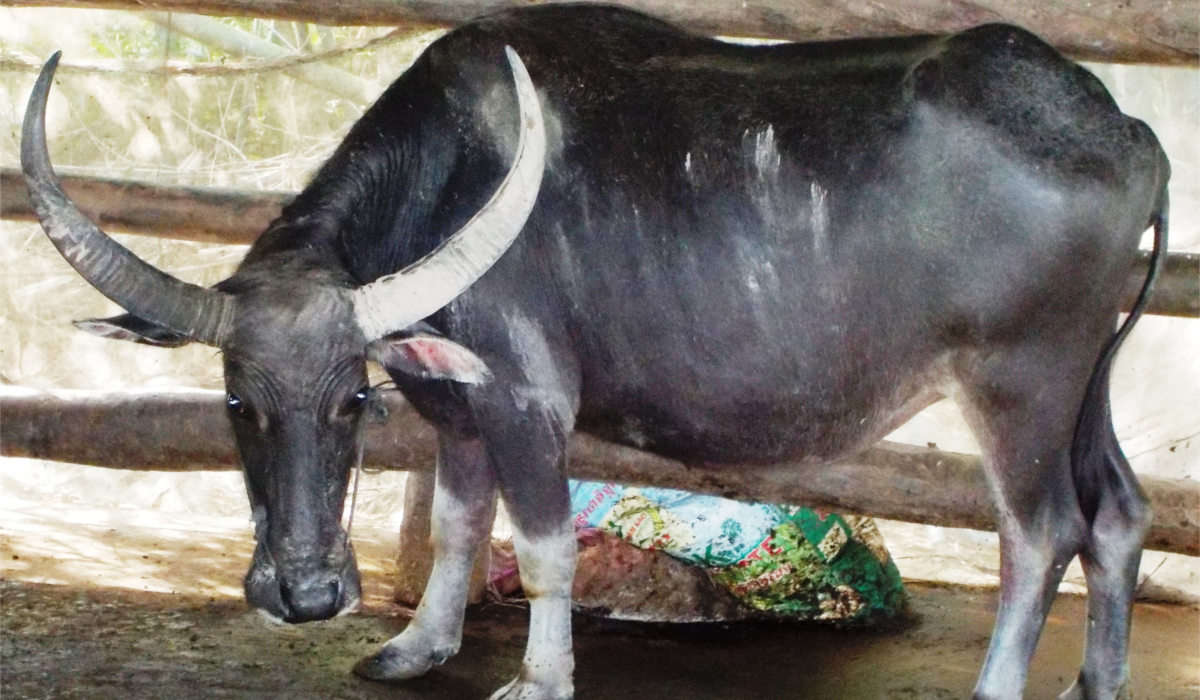 Cambodia Project - Buffalo Farming