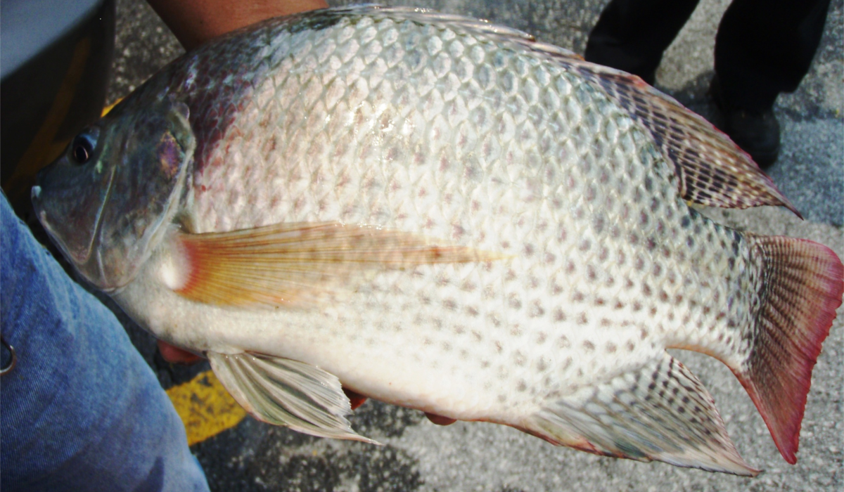 Selama Project - Cultivating Taiwanese Bream