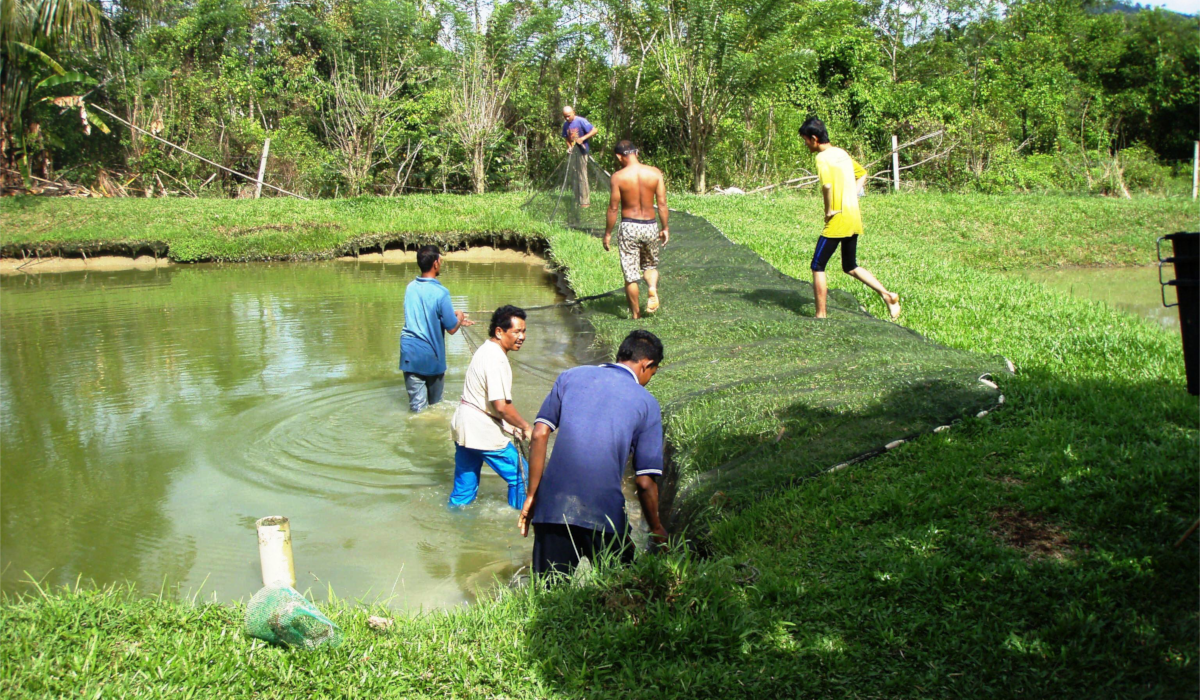 The Selama / Klian Gunung Poject - Local Farmers