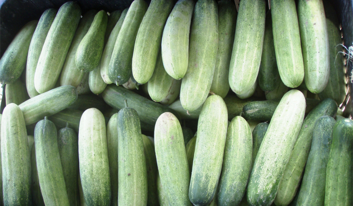 Selama Project - Organic Farming Cucumber
