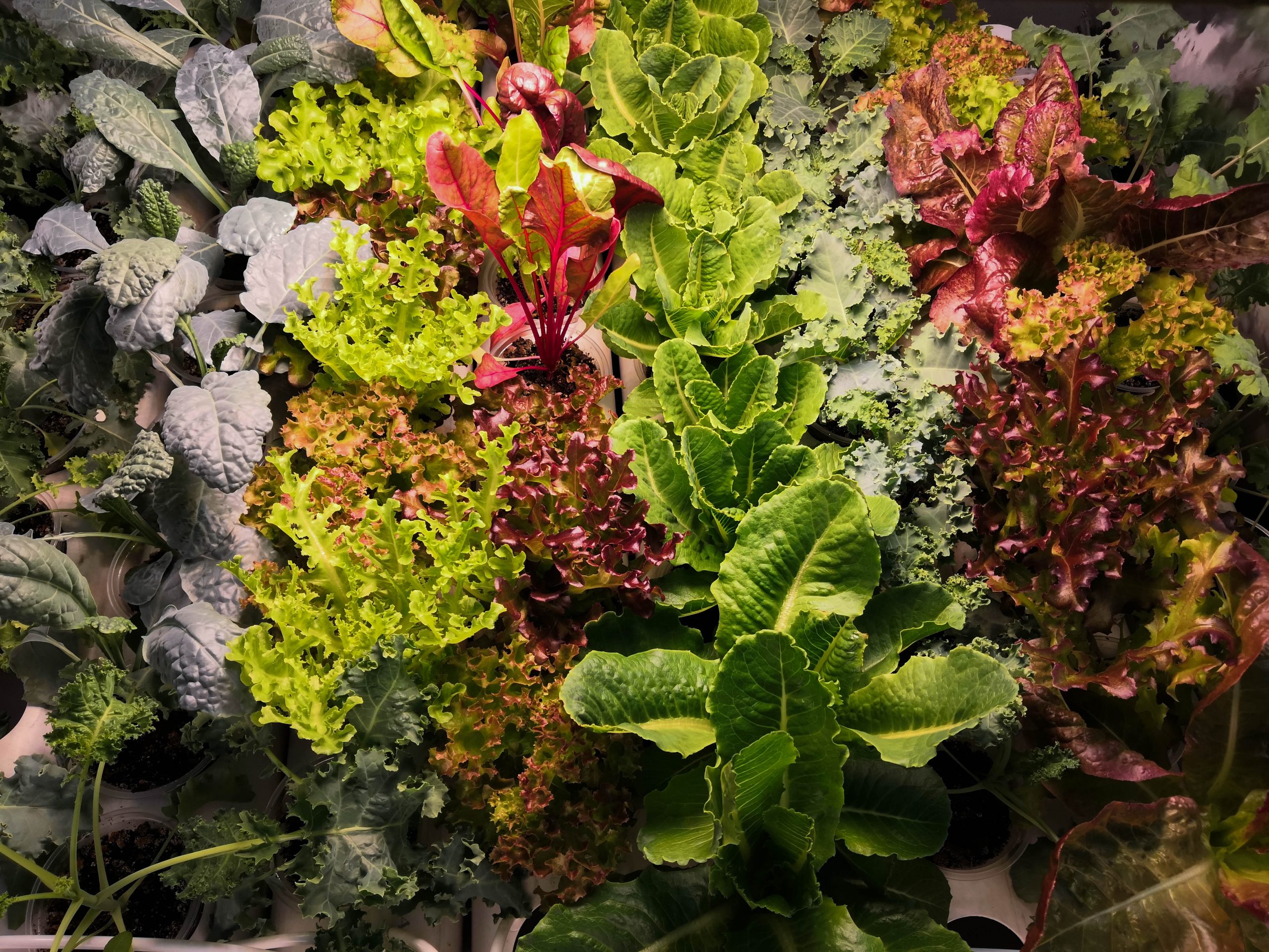 Vertical Farming System in testing