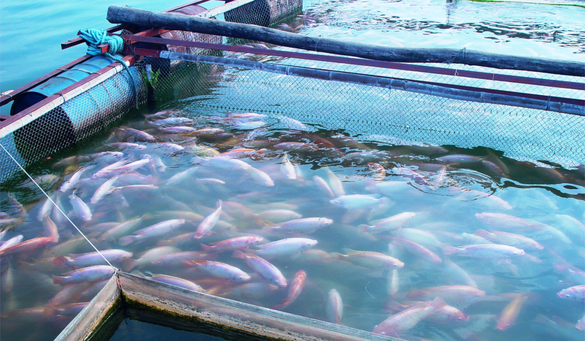 Southern Vietnam Project - Chemical Free Aquaculture