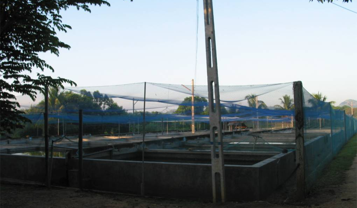 Sri Lanka Project - implementation of aquaculture projects