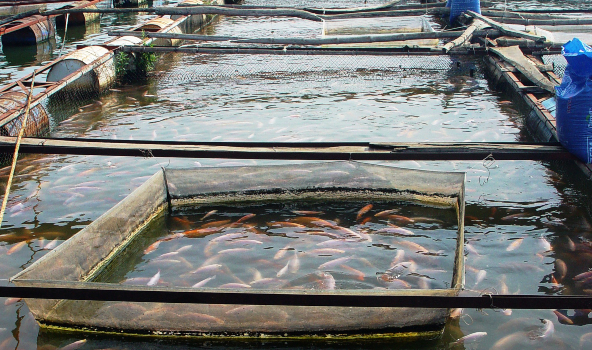Vietnam-Project-Fish-Prawn-Feed