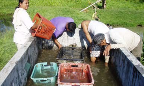 Tending to Soil and Spirit 2