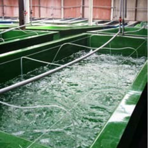The hatcheries for the farm’s baby prawns