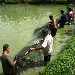 Workers gradually pull the net to the pond’s edge
